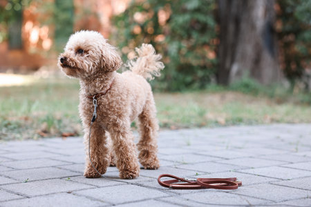 Cute Maltipoo dog with leash on walk outdoorsの写真素材