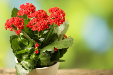 Beautiful red kalanchoe flower in pot on blurred green background, closeup. Space for textの写真素材