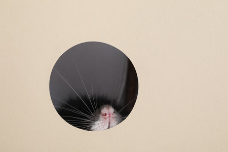 Cute rat looking through hole in beige paper sheetの写真素材