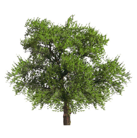One tree with green leaves isolated on white
