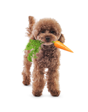 Cute Maltipoo with fresh carrot on white backgroundの写真素材