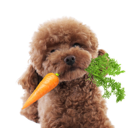 Cute Maltipoo with fresh carrot on white backgroundの写真素材