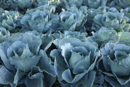Many green cabbages growing in field, closeupの写真素材