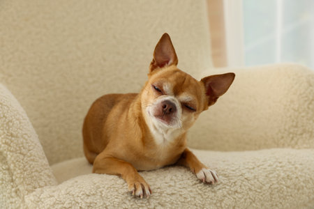 Chihuahua dog on soft armchair. Cute animalの写真素材