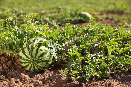 Ripe watermelon growing in field on sunny dayの写真素材