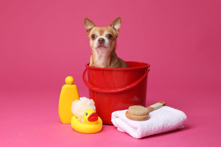Cute funny dog in plastic bucket with different accessories for bathing on pink backgroundの写真素材