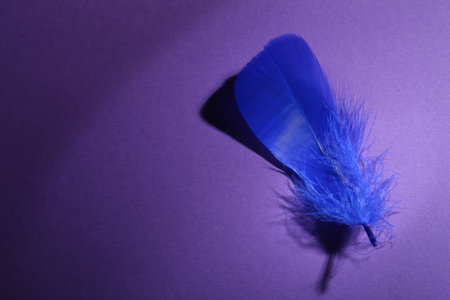 Fluffy blue feather on purple background, top view. Space for textの写真素材