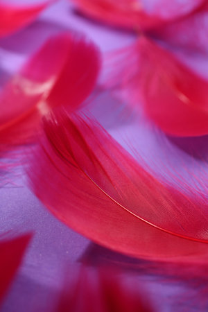 Fluffy red feathers on purple background, closeupの写真素材