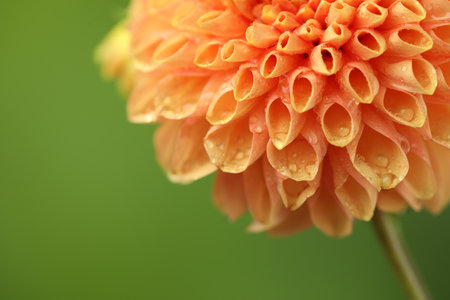 Beautiful orange flower with water drops on blurred green background, macro view. Space for textの写真素材