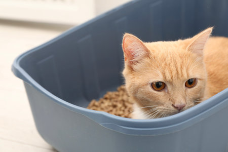 Cute ginger cat in litter tray on floor indoors, closeupの写真素材