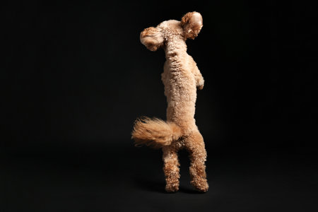 Cute Toy Poodle dog on black background. Lovely petの写真素材