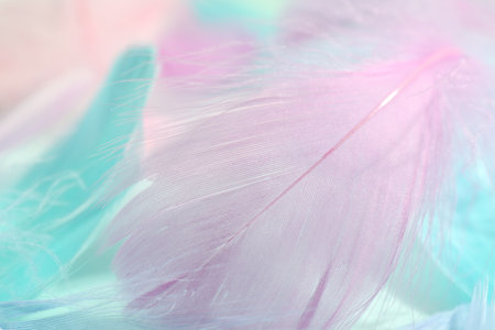 Many beautiful feathers as background, closeup viewの写真素材