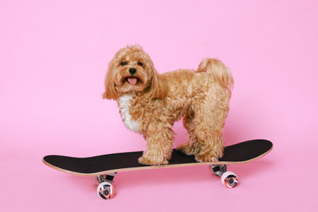 Cute Maltipoo dog on skateboard against pink backgroundの写真素材