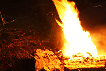 Campfire with beautiful flame in forest at night, space for textの写真素材