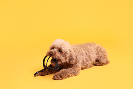 Walking with dog. Cute Maltipoo with leash on orange background