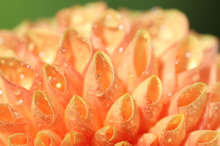 Beautiful orange flower with water drops on blurred green background, macro viewの写真素材