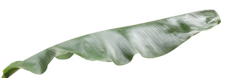 Fresh green banana tree leaf isolated on whiteの写真素材