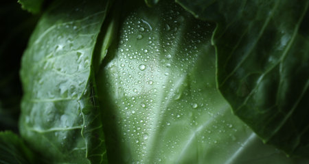 Whole ripe head of cabbage as background, closeupの写真素材