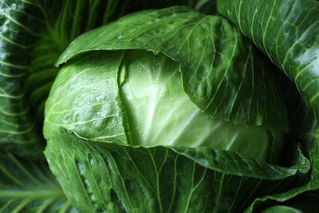 Whole ripe head of cabbage as background, closeupの写真素材