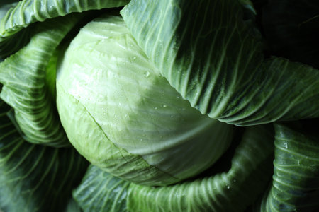 Wet ripe head of cabbage as background, above viewの写真素材