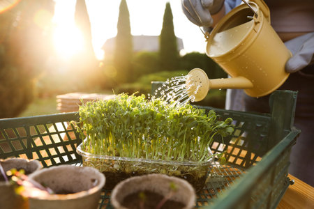 Woman watering young seedlings with can at table outdoors, closeupの写真素材