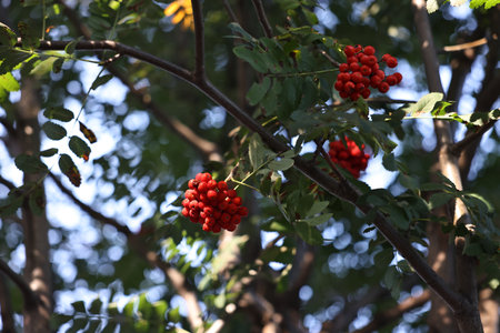 Rowan tree with red berries growing outdoors, low angle viewの写真素材