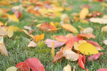 Beautiful colorful fallen leaves on green grass, selective focusの写真素材