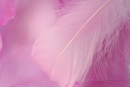 Beautiful pink feathers as background, closeup viewの写真素材