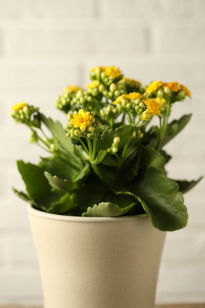 Beautiful yellow kalanchoe flower on light background, closeupの写真素材