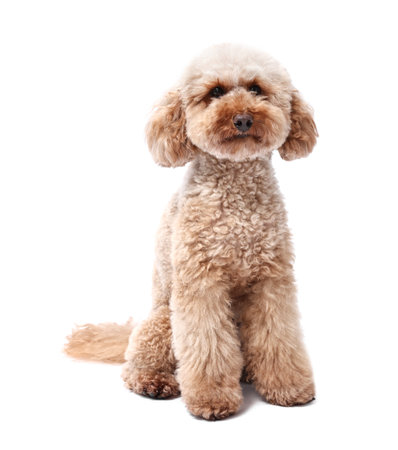 Cute Toy Poodle dog on white background. Lovely petの写真素材