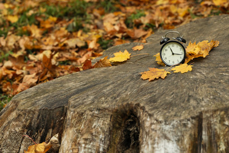 Autumn time. Alarm clock on tree stump in park, space for text