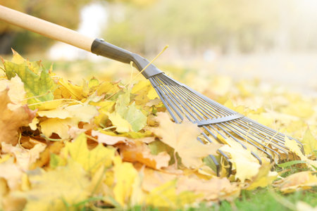 Gathering fallen leaves with fan rake outdoors, closeup