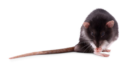 One rat on white background. Cute rodentの写真素材