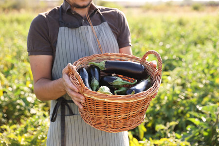 Harvesting season. Farmer holding wicker basket with eggplants in field on sunny day, closeupの写真素材