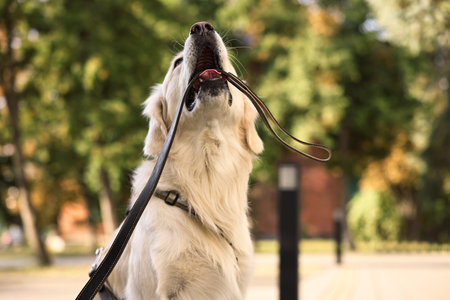 Walking with dog. Cute Golden Retriever with leash outdoorsの写真素材