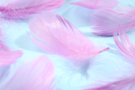 Fluffy pink feathers on light blue background, closeupの写真素材