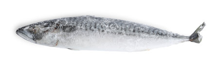 One frozen mackerel fish isolated on white, top viewの写真素材