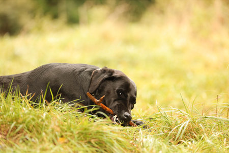 Adorable Labrador Retriever dog playing with stick on green grass. Space for textの写真素材
