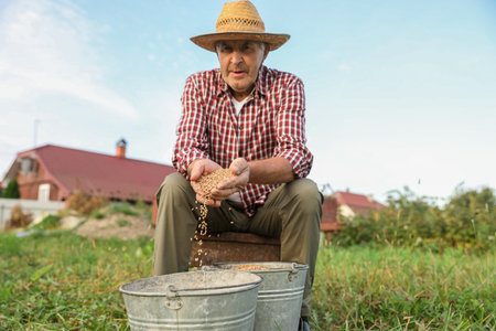 Person holding ripe wheat grains outdoorsの写真素材