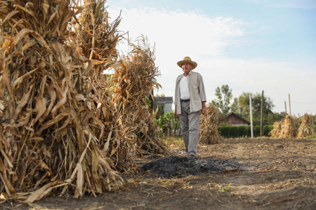 Figure standing near piles of hay outdoorsの写真素材