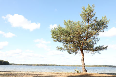 Beautiful tree with green leaves growing outdoorsの写真素材