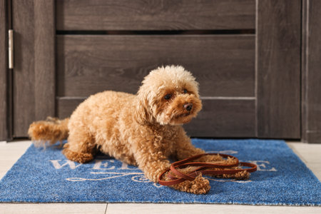 Walking with dog. Cute dog with leash near door indoors