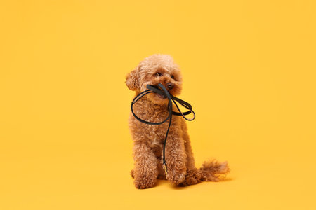 Walking with dog. Cute Maltipoo with leash on orange background