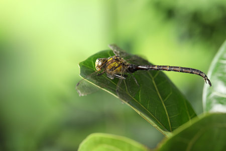 Beautiful dragonfly on green leaf outdoors, macro viewの写真素材