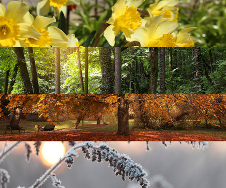 Four seasons, collage. Beautiful photos of nature during spring, summer, fall and winterの写真素材