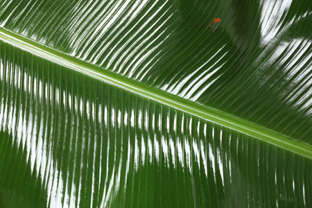 Fresh green banana tree leaf as background, closeupの写真素材