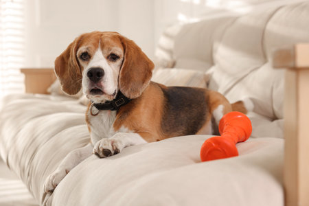 Cute dog playing with toy on sofa at home. Adorable petの写真素材