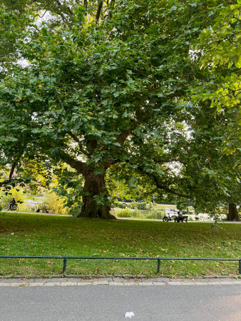 Beautiful tree with green leaves in parkの写真素材