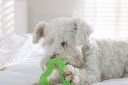 Cute dog playing with toy on bed at home. Adorable petの写真素材