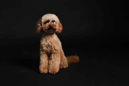 Cute Toy Poodle dog in sunglasses on black background, space for text. Lovely petの写真素材
